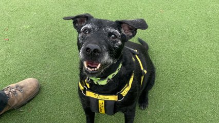 Dogs Trust Leeds: Cost of Living