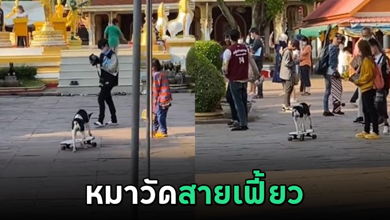 เมื่อหมาวัดโชว์เฟี้ยว นุดมองเป็นตาเดียว เฮ้ย ไม่ธรรมดา !