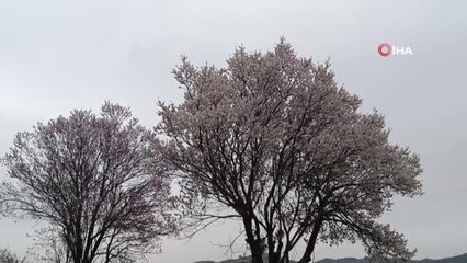 Balıkesir'de ağaçlar erken çiçek açtı