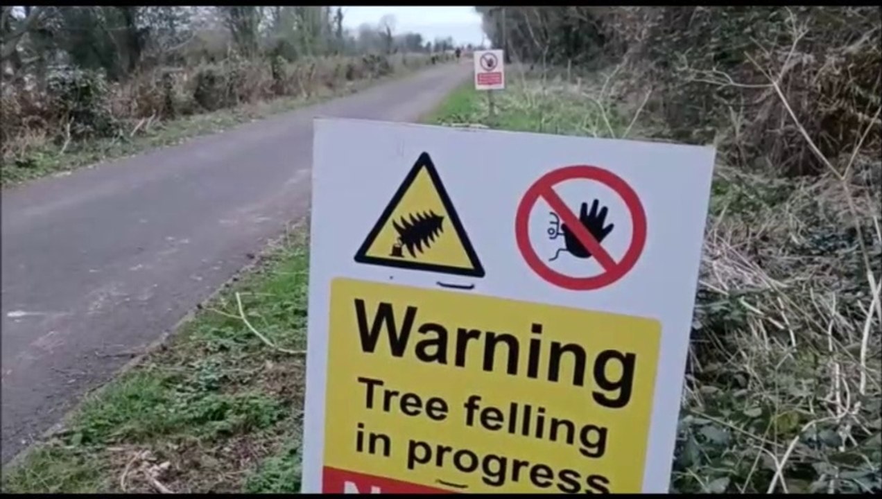 Pine plantation felled ‘out the line’ with new trees to be planted at greenway along the Foyle 