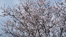 Edirne'de badem ağaçları erken çiçek açtı