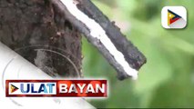 Rubber industry sa Zamboanga, Sibugay, sumisigla na