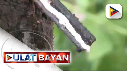 Rubber industry sa Zamboanga, Sibugay, sumisigla na