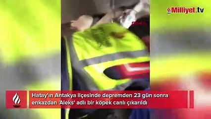 Hatay'da 23 gün sonra 'Aleks' adlı köpek, enkazdan kurtarıldı