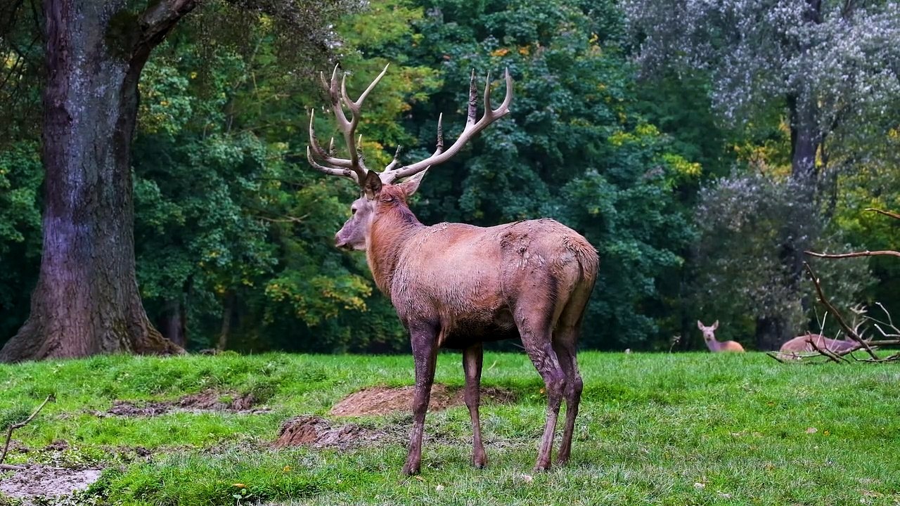 deer video 4k 30FPS