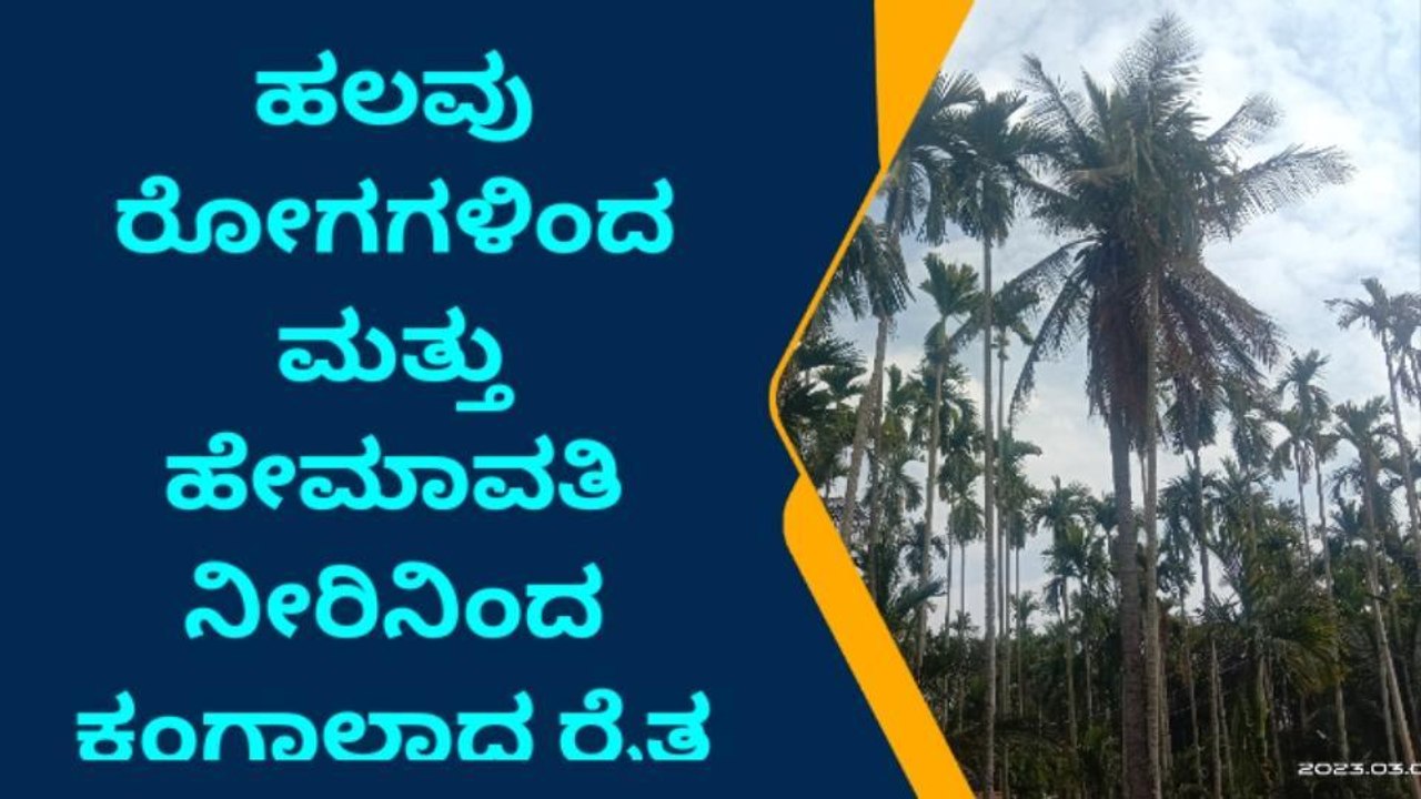 ತುರುವೇಕೆರೆ: ತೆಂಗಿನ ಮರಗಳಿಗೆ ಬೆಂಕಿ ರೋಗ , ರೈತ ಕಂಗಾಲು !