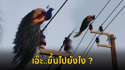 เอ๊ะ..ชวนสงสัย นกยูงบินได้เหรอ ทำไมขึ้นไปอยู่บนเสาไฟฟ้าได้