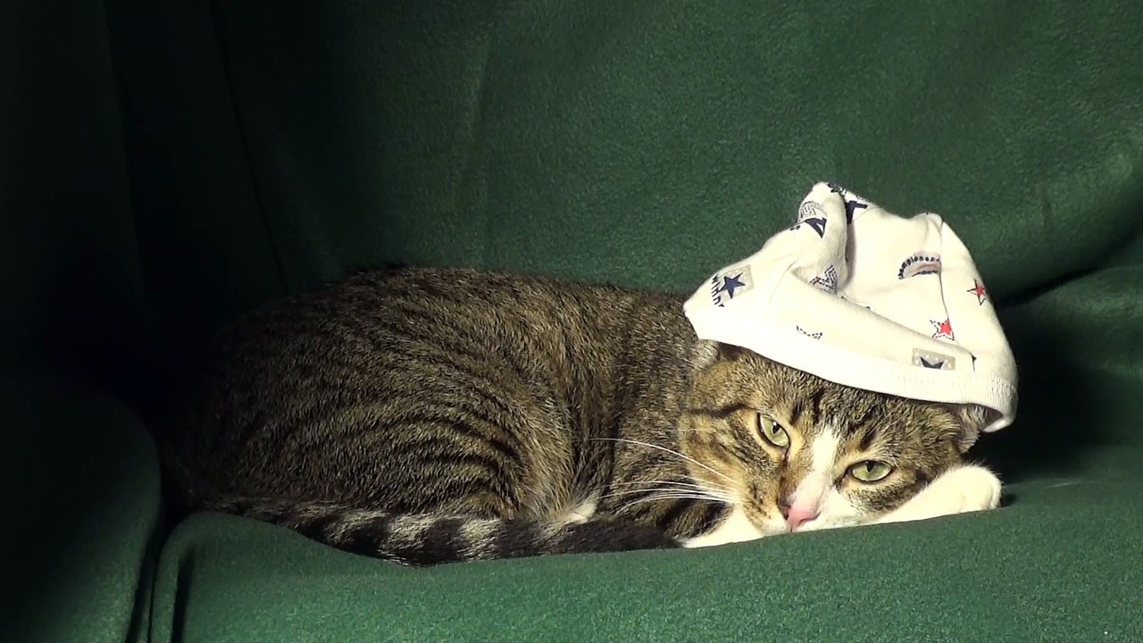 Cat Sleeps with Baby Cap when It is Cold
