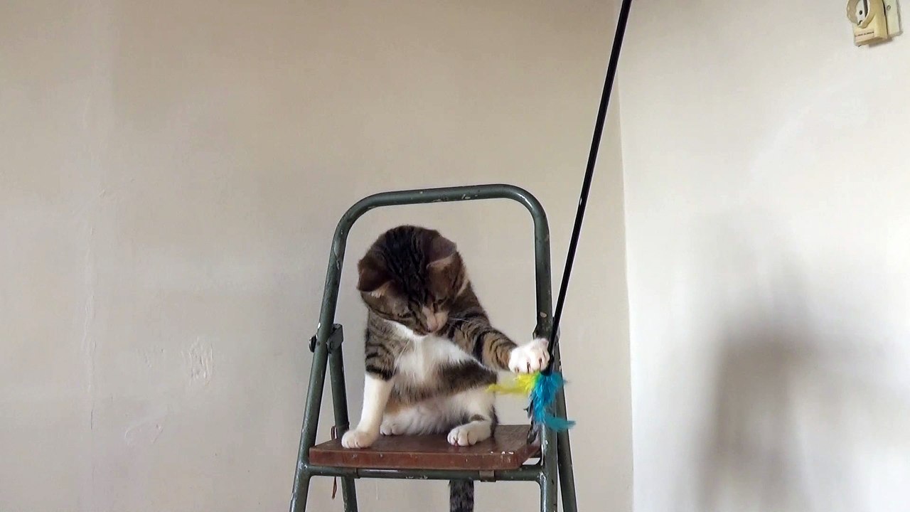 Kitten Climbes on Ladder to Play