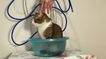 Kitten Jumps out of His Basin
