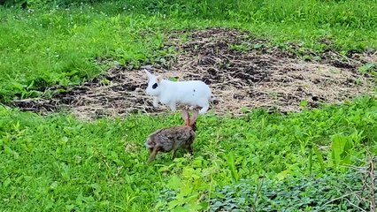 Pet rabbit meets wild rabbit for the first time