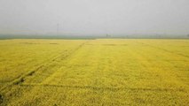 Pakistan'ın Yağlı Tohum Endüstrisi Çin-Pakistan Tarım İşbirliği Kapsamında Gelişecek