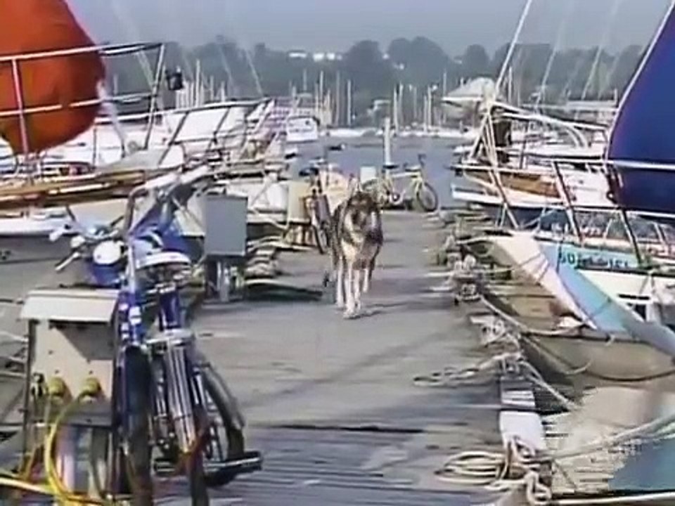 The Littlest Hobo - Se6 - Ep15 HD Watch