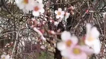 Karabük'te badem ağaçları çiçek açtı