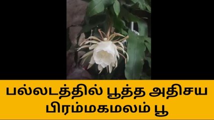 திருப்பூரில் நிகழ்ந்த பெரும் அதிசயம்-பொதுமக்கள் செம ஷாக்!