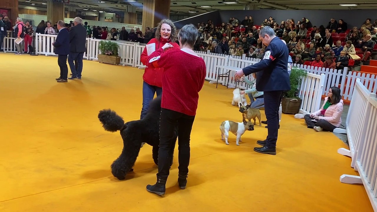 Princesse, le grand caniche noir du Loiret