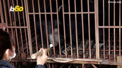 Bear Rescue Mission in Vietnam Saves Five