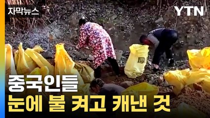 [자막뉴스] '하얀석유' 가격 곤두박질...중국, 가격 끌어올리기 나섰나 / YTN