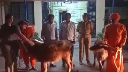 ಬಳ್ಳಾರಿ: 'ಬಲಿಗೆ ತಂದಿದ್ದ ಎರಡು ಕೋಣ ರಕ್ಷಣೆ '