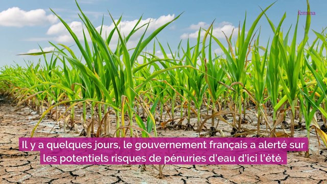 Sécheresse : pour éviter les risques de pénuries d'eau dans les prochains mois, voici les gestes préventifs à réaliser