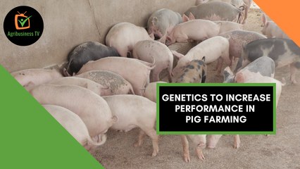 Burkina Faso: Genetics to increase performance in pig farming