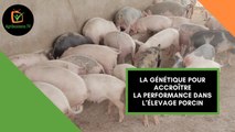 Burkina Faso : La génétique pour accroître la performance dans l’élevage porcin