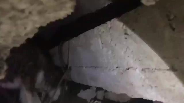 Haytap, Hatay'da Sahra Hastanesi Kurdu: Bin 500 Civarında Hayvan Kurtardık, Tedavi Ettik