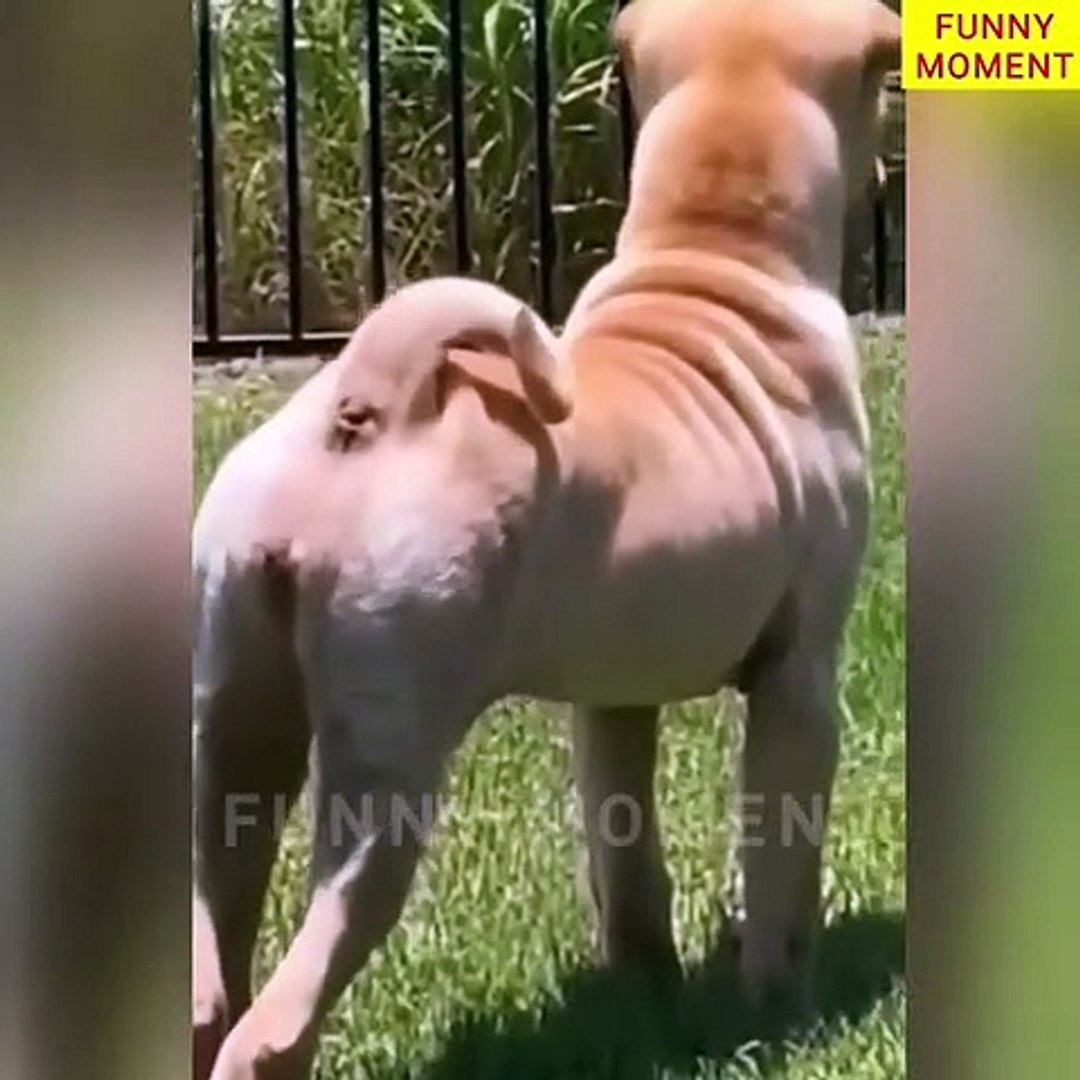 ⁣Funny Animals Top 50 Viral Videos Funny Dogs Cats Pets And Animals Viral Videos_