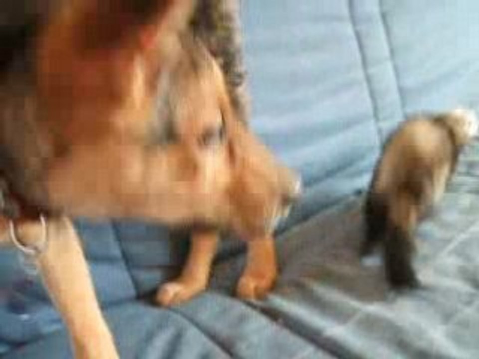 Aaya et Lolli