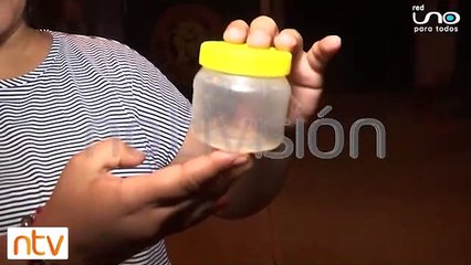 Cuatro personas fueron picadas por alacrán en las últimas 24 horas
