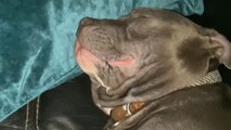 Sleepy dog aims to keep the world awake with his cute-but-loud snores