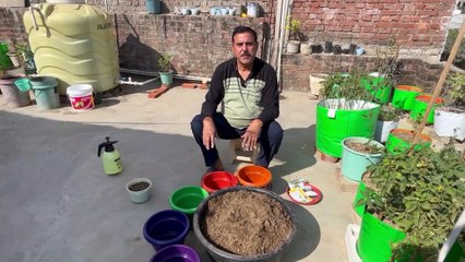 How to germinate seeds?