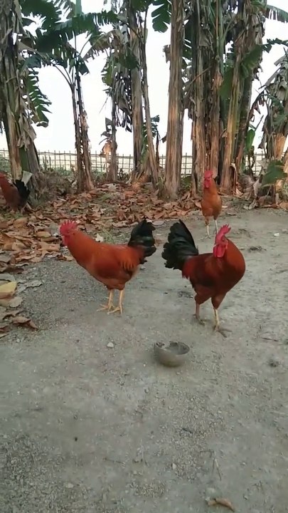 Roosters | Sonali Chicken