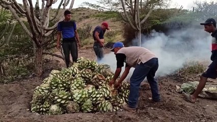 La producción de cocuy en Venezuela