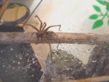 Tipsie fait sa toilette - araignee - araignee arachnide