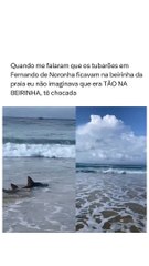 Tubarões invadem Fernando de noronha