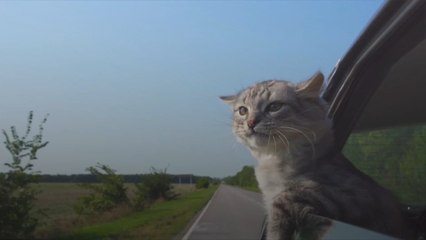 100 of the Most Popular Cute Cat Names