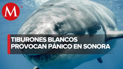 En Sonora, comunidades pesqueras reportan aumento en avistamientos de tiburones blancos