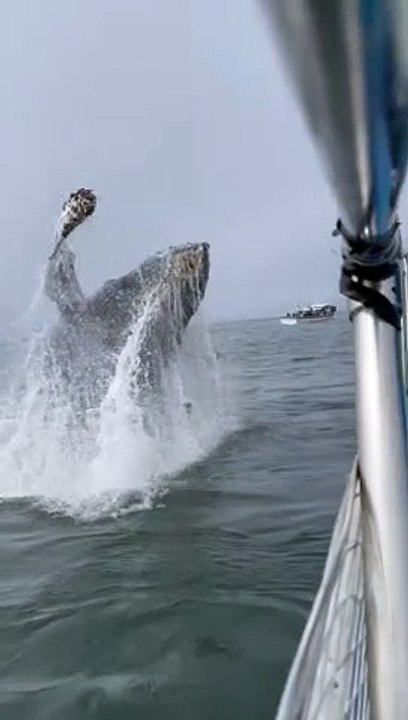 Young Humpback Whale Breaches Right Next to the Boat