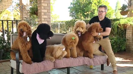 mqn-Conozca la familia de caniches que enamora a todos en Cartago-280223