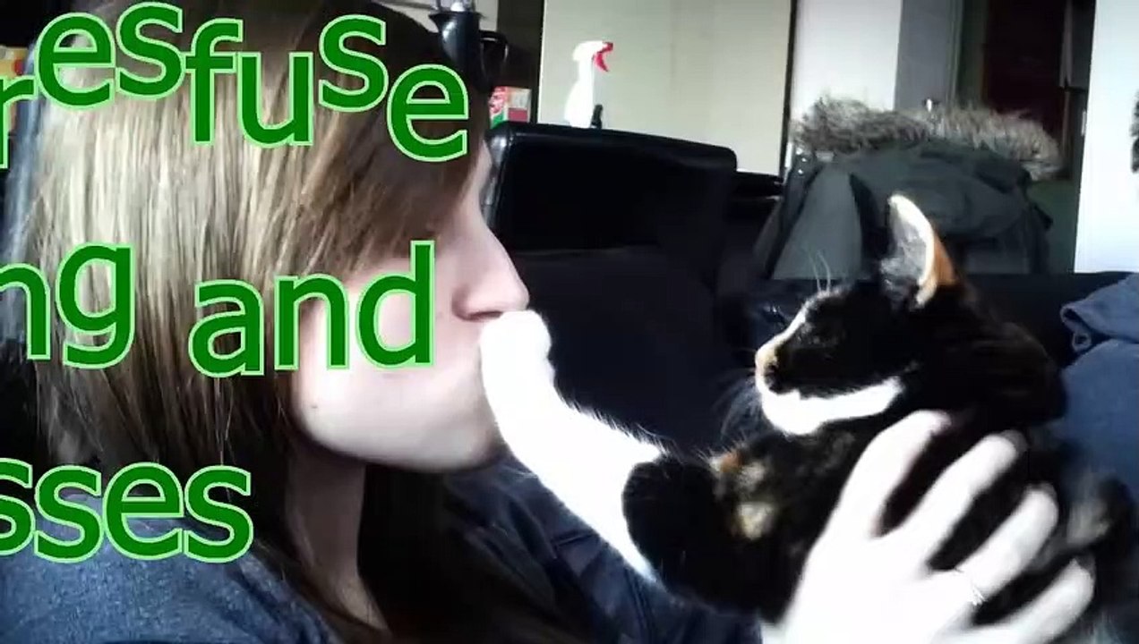 Cats just don't like petting and kisses - Funny and cute cat compilation