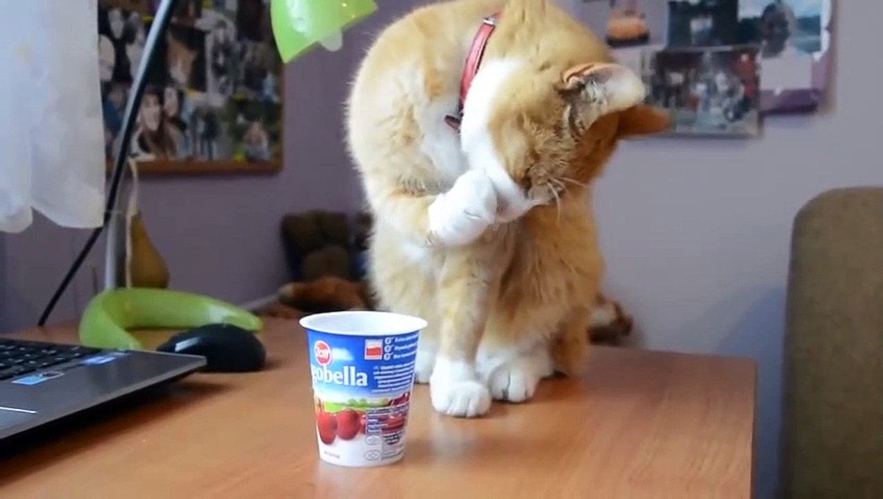 Funny Cats Eating Vidéo Dailymotion