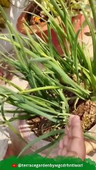 Aise ugaye aur khaye spring onion