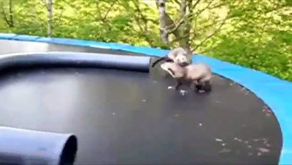 Funny Ferrets Edition - Hilarious
