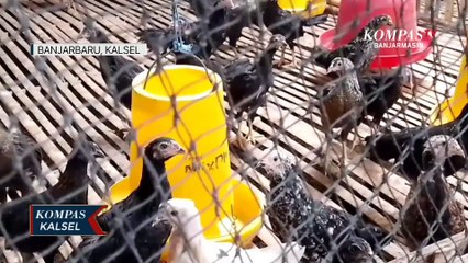 Kasus Flu Burung Terindikasi di Kalsel, Peternak Banjarbaru Semakin Waspada