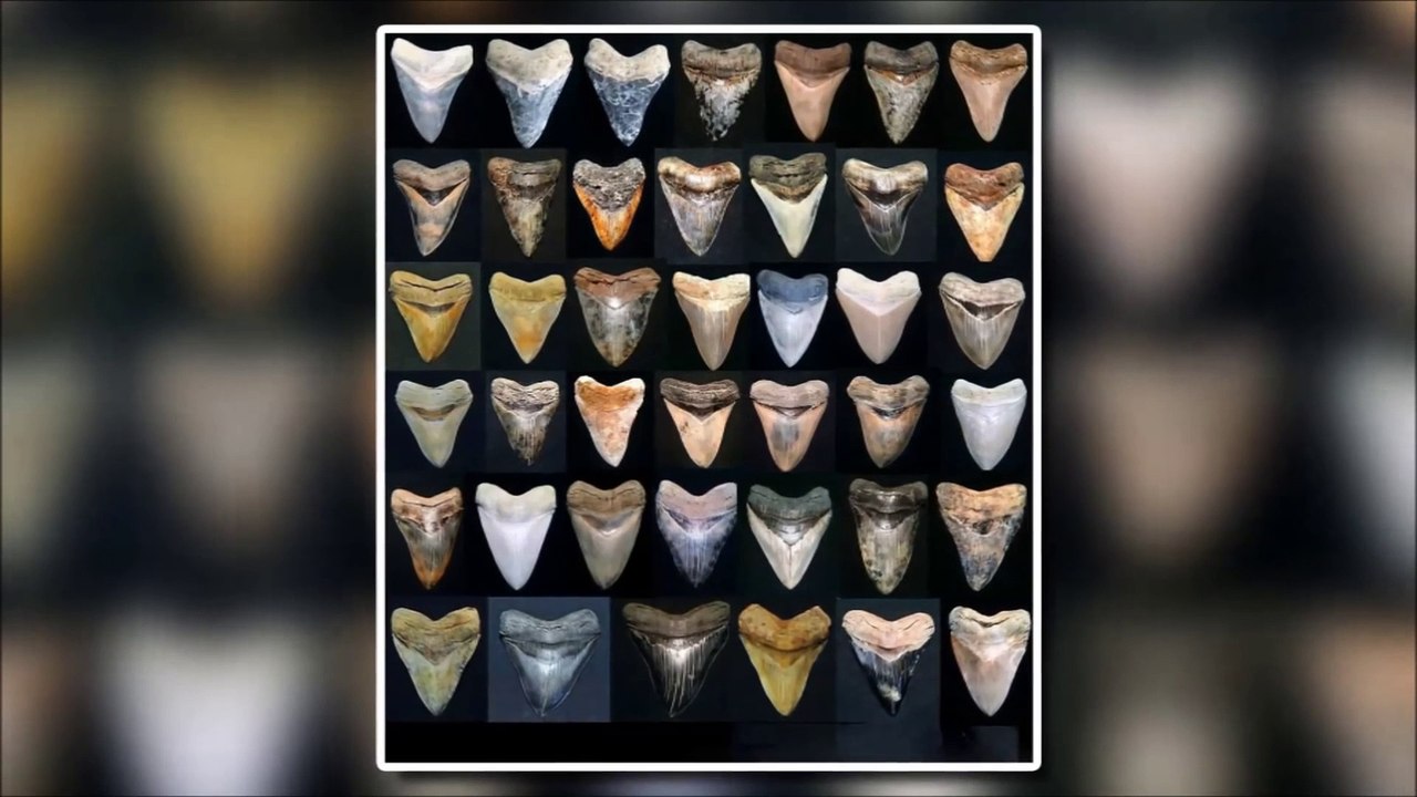 MEGALODON STILL LIVES  - Evidence that MEGALODON is not extinct