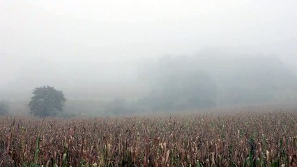 Los árboles mueren de pie | movie | 2021 | Official Trailer