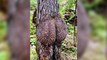 15 Strangely Shaped Trees - Let s see How Dirty is your Mind