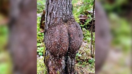 15 Strangely Shaped Trees - Let s see How Dirty is your Mind
