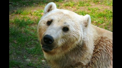 12 Real Animal Hybrids Seem Too Cool To Exist